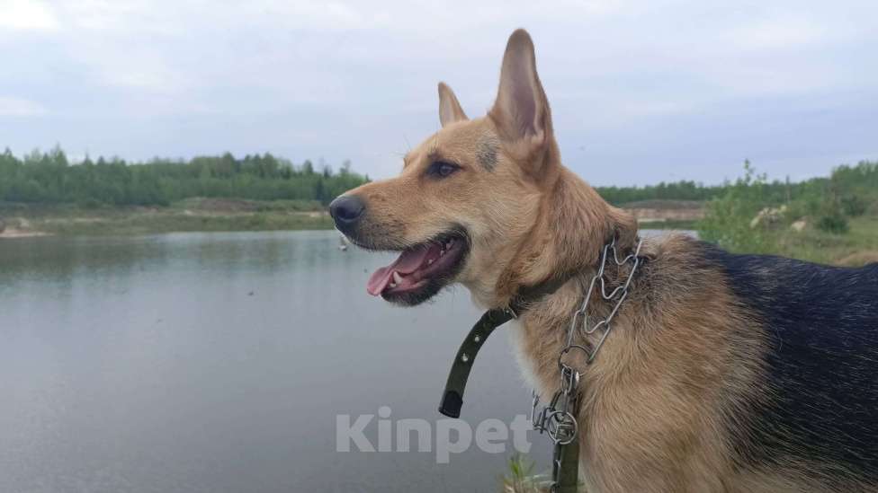 Собаки в Санкт-Петербурге: Песик ищет новый дом Мальчик, Бесплатно - фото 3