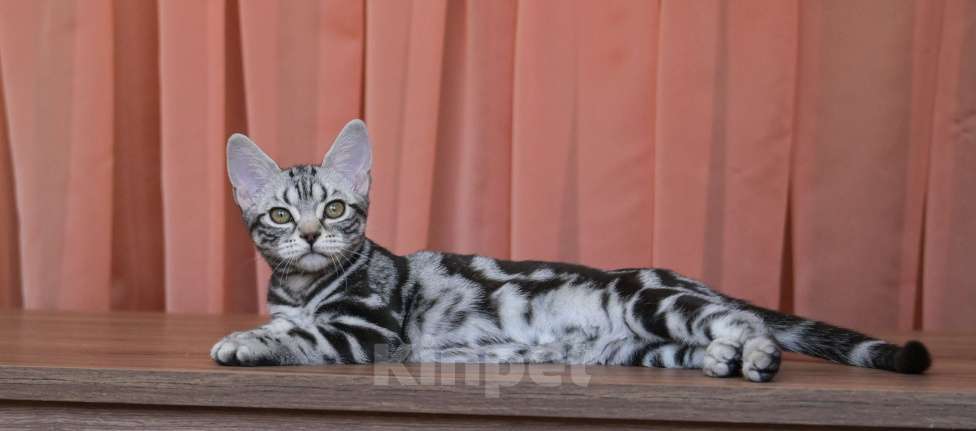 Кошки в Москве: Котята Американской короткошерстной породы Девочка, 70 000 руб. - фото 6