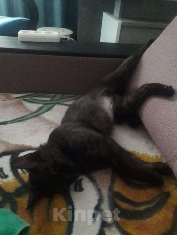 Кошки в Новосибирске: Кошка Девочка, Бесплатно - фото 4