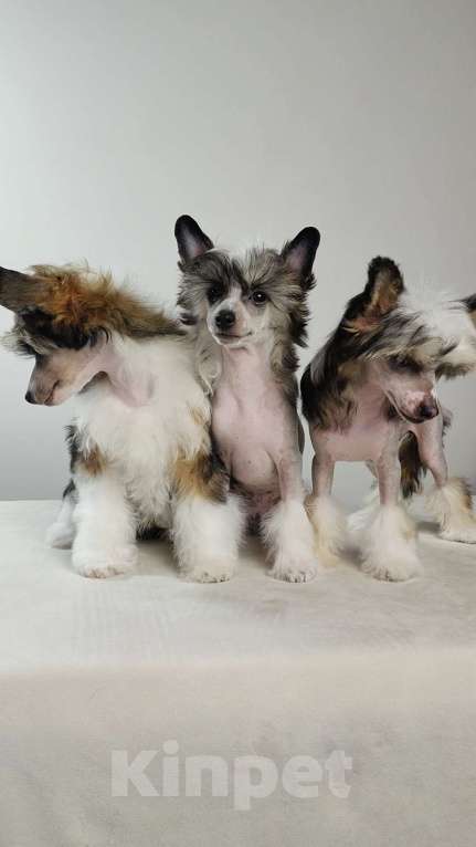 Собаки в Липецке: Небольшой голый мальчик Мальчик, 40 000 руб. - фото 2