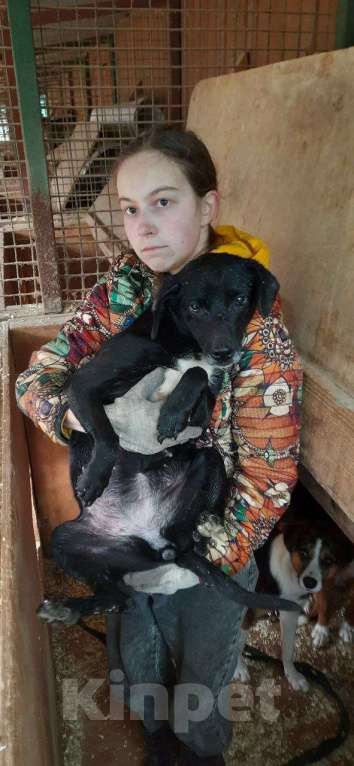 Собаки в Москве: Небольшая собачка в добрые руки Девочка, Бесплатно - фото 1