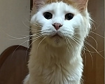 Кошки в Мытищах: Кошка Мейн-кун Девочка, 5 000 руб. - фото 1
