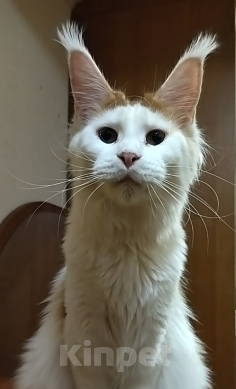 Кошки в Мытищах: Кошка Мейн-кун Девочка, 5 000 руб. - фото 1