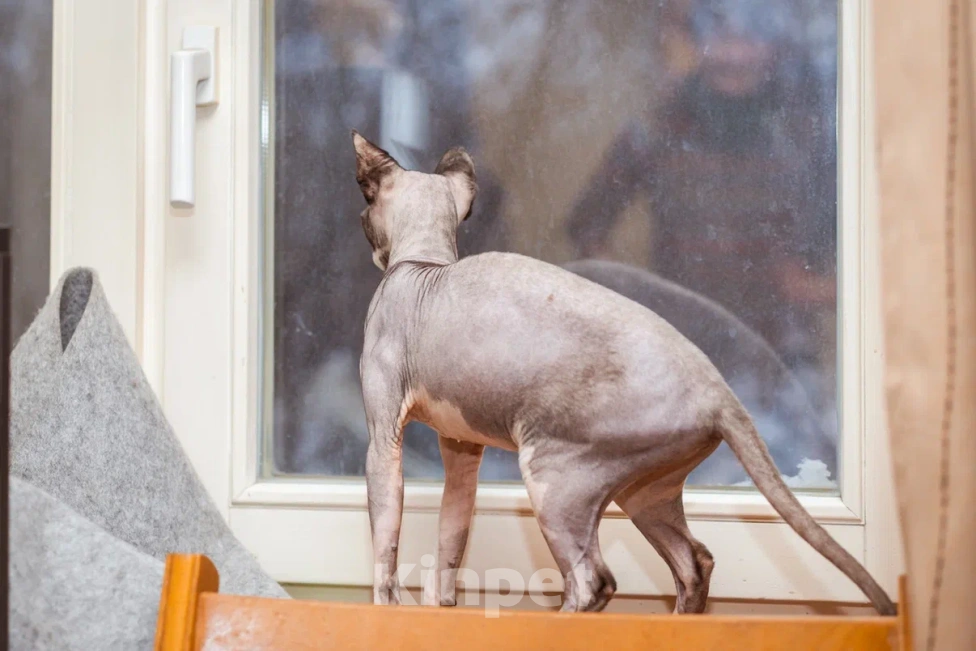 Кошки в Москве: Буся ищет любящую семью Девочка, Бесплатно - фото 3