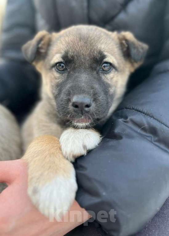 Собаки в Красногорске: Два рыжих щенка Девочка, Бесплатно - фото 4