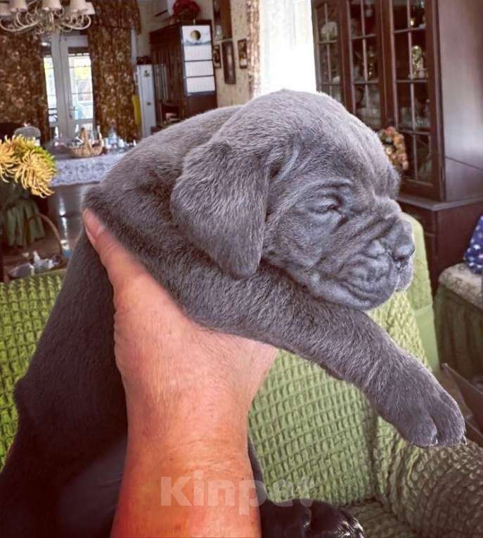 Собаки в Краснодаре: Щенки Кане Корсо  Мальчик, Бесплатно - фото 3