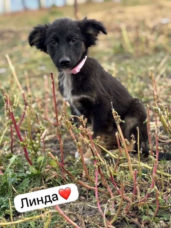 Собаки в Воронеже: Щенок в добрые руки  Девочка, Бесплатно - фото 4