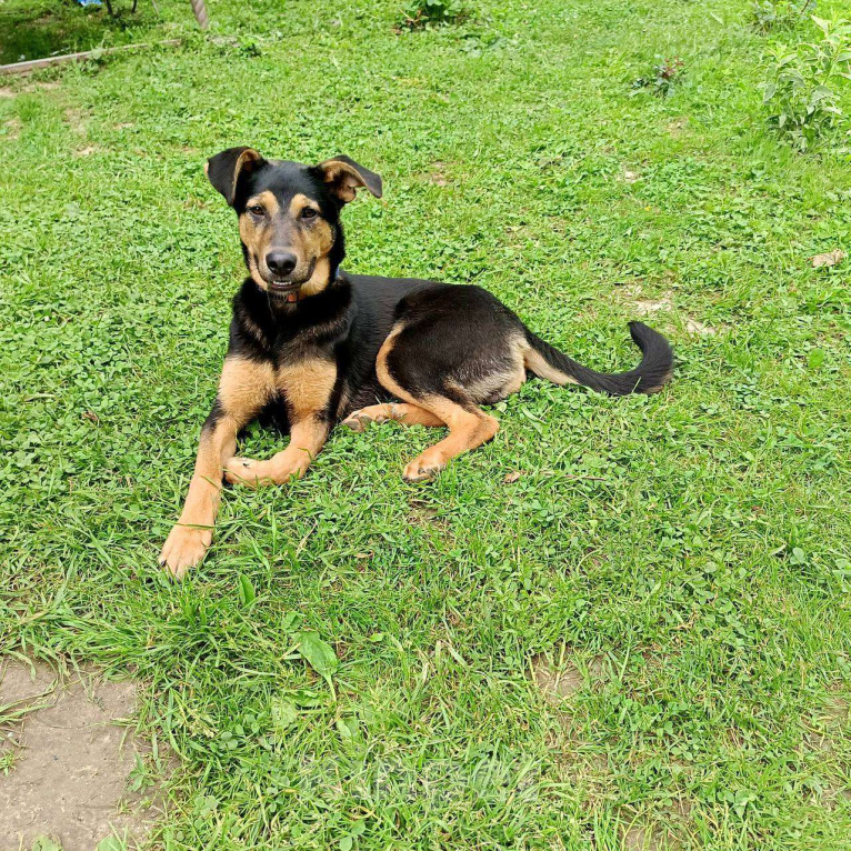 Собаки в Москве: Щенок подросток Жора в добрые руки Мальчик, Бесплатно - фото 2