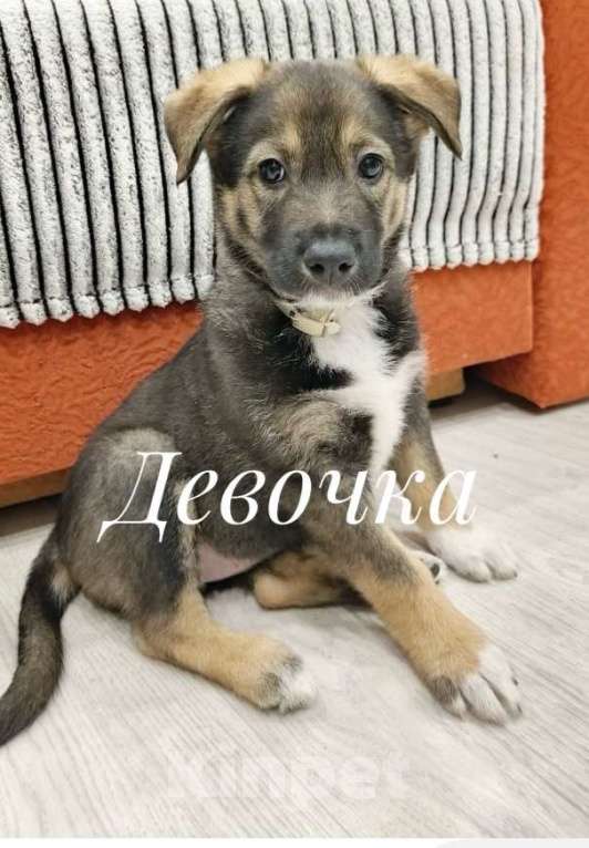 Собаки в Новосибирске: Щенок  Девочка, 1 руб. - фото 2