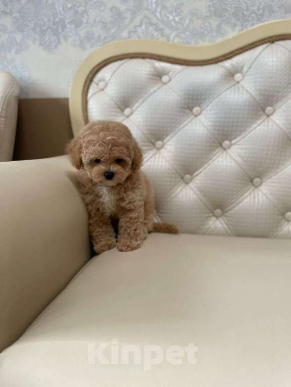 Собаки в Москве: Щенки Бишпу Девочка, 200 000 руб. - фото 2