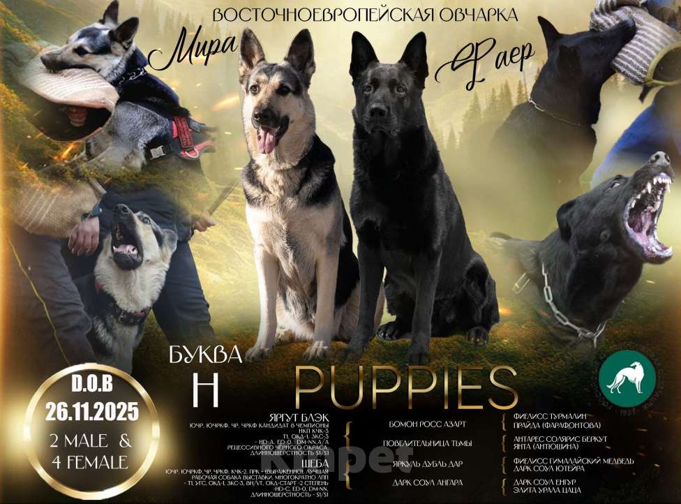 Собаки в Красноярске: Щенок ВЕО Норд Стар Мальчик, Бесплатно - фото 4