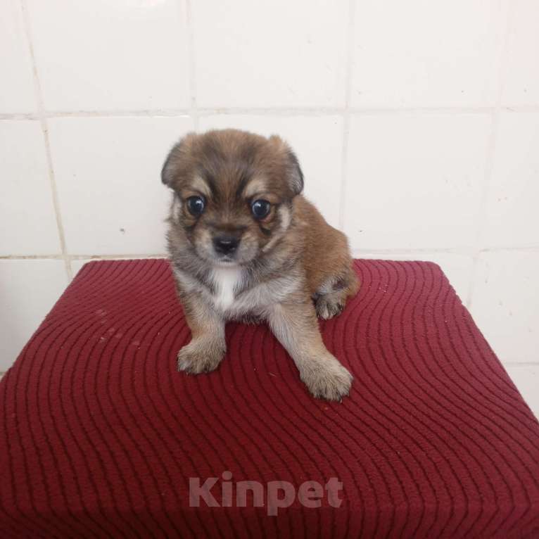 Собаки в других городах Московской области: Щенки Разнополые, 10 000 руб. - фото 3