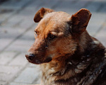 Собаки в Санкт-Петербурге: Роскошный, грозный внешне, мягкий внутри пёс Мальчик, Бесплатно - фото 2