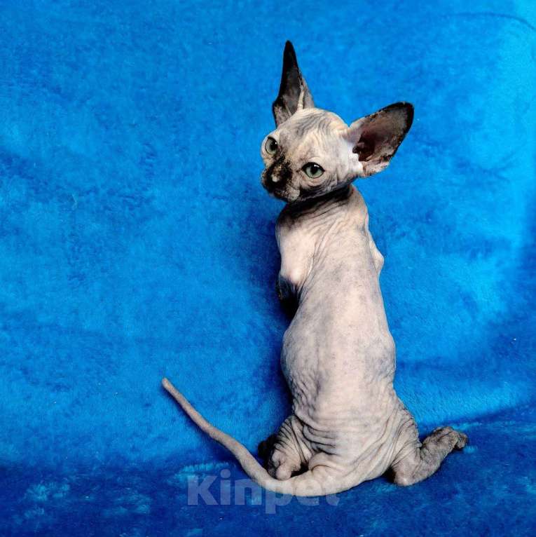 Кошки в Королеве: Очаровательная кошечка- канадский сфинкс Девочка, 30 000 руб. - фото 3