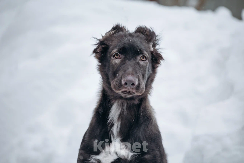 Собаки в Видном: Щенок Чип ищет дом Мальчик, Бесплатно - фото 1