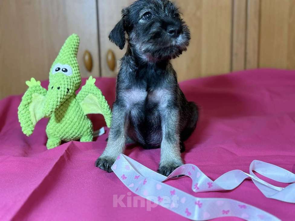 Собаки в Казани: Миттельшнауцер детки Девочка, 40 000 руб. - фото 6