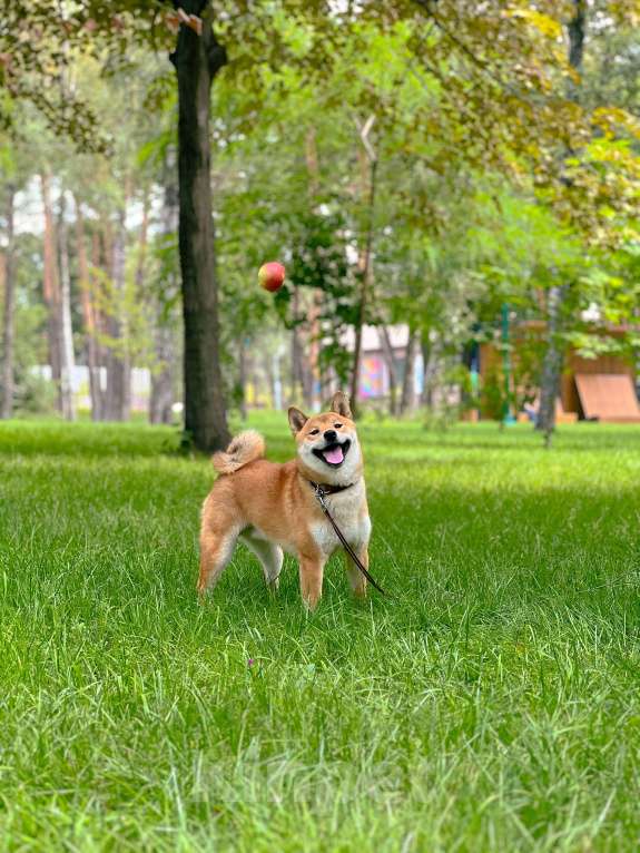 Собаки в Белгороде: Подрощенный сиба Мальчик, Бесплатно - фото 3