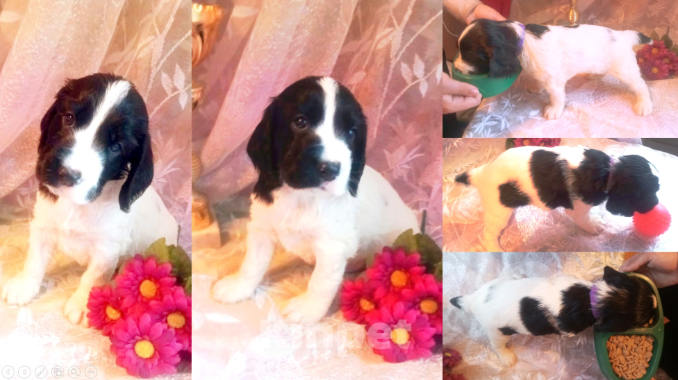 Собаки в Санкт-Петербурге: продается щенок охотничьего спаниеля Мальчик, 50 000 руб. - фото 1