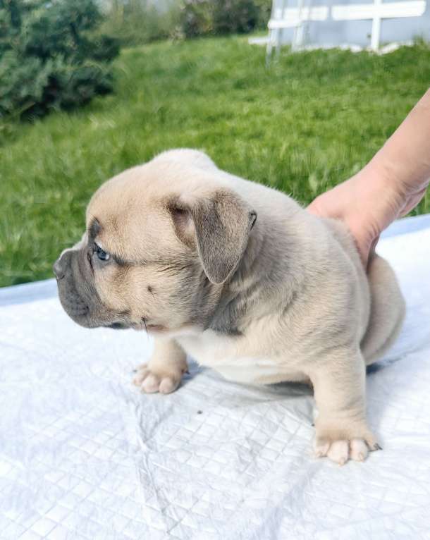 Собаки в Александрове: Малыш американский булли Мальчик, 120 000 руб. - фото 2
