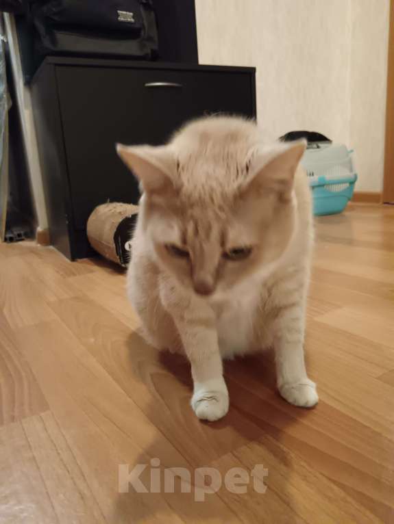 Кошки в Санкт-Петербурге: Кошка Амели  Девочка, Бесплатно - фото 5