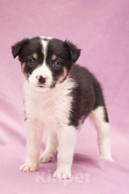 Собаки в Москве: Щенулька Шафранка размером с ладошку Девочка, Бесплатно - фото 3