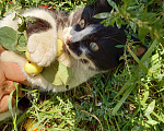 Кошки в Дзержинском: Отдам Котят в добрые руки Мальчик, 1 руб. - фото 6