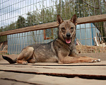 Собаки в Клине: Герда Девочка, Бесплатно - фото 6
