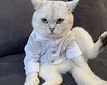 Кошки в Нытве: Кот на Вязку ищут себе невесту на своём территорию, 1 000 руб. - фото 2