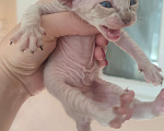 Кошки в Краснодаре: Котята сфинкс браш Мальчик, 6 000 руб. - фото 9