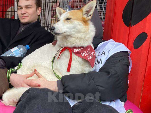 Собаки в Москве: Лисена Девочка, Бесплатно - фото 3