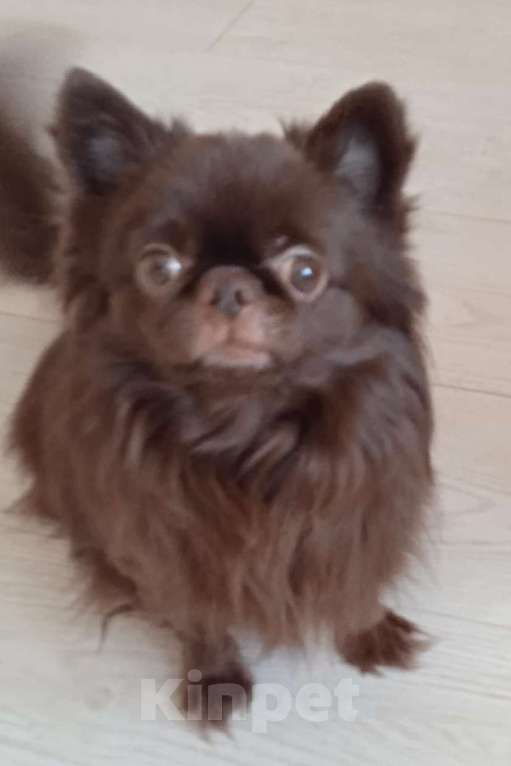 Собаки в Пензе: Чихуахуа вязка Мальчик, Бесплатно - фото 2