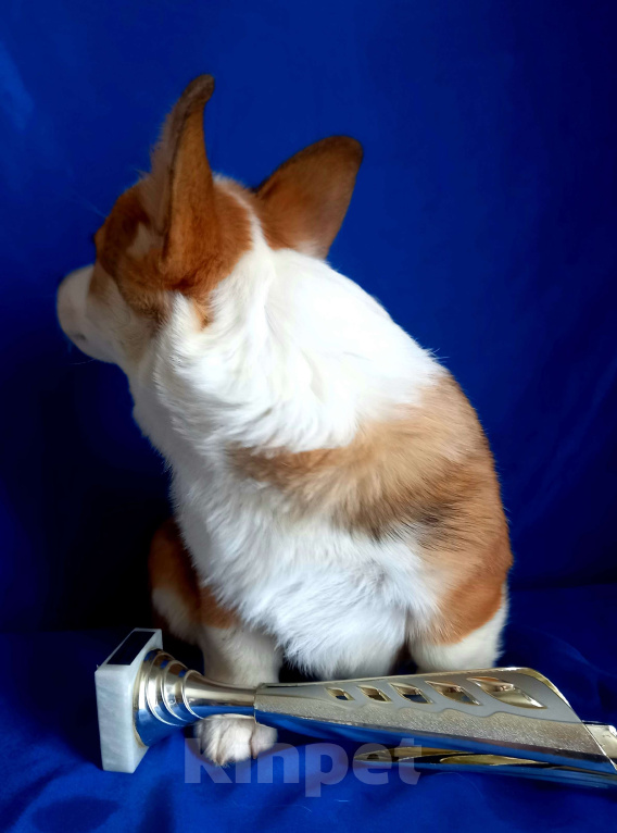 Собаки в Москве: Просто красавчик Мальчик, 40 000 руб. - фото 3