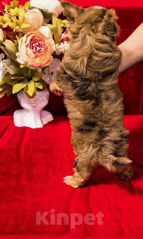 Собаки в Иркутске: Цветной йорк Red Merle Blue Diamond  Мальчик, 50 000 руб. - фото 2