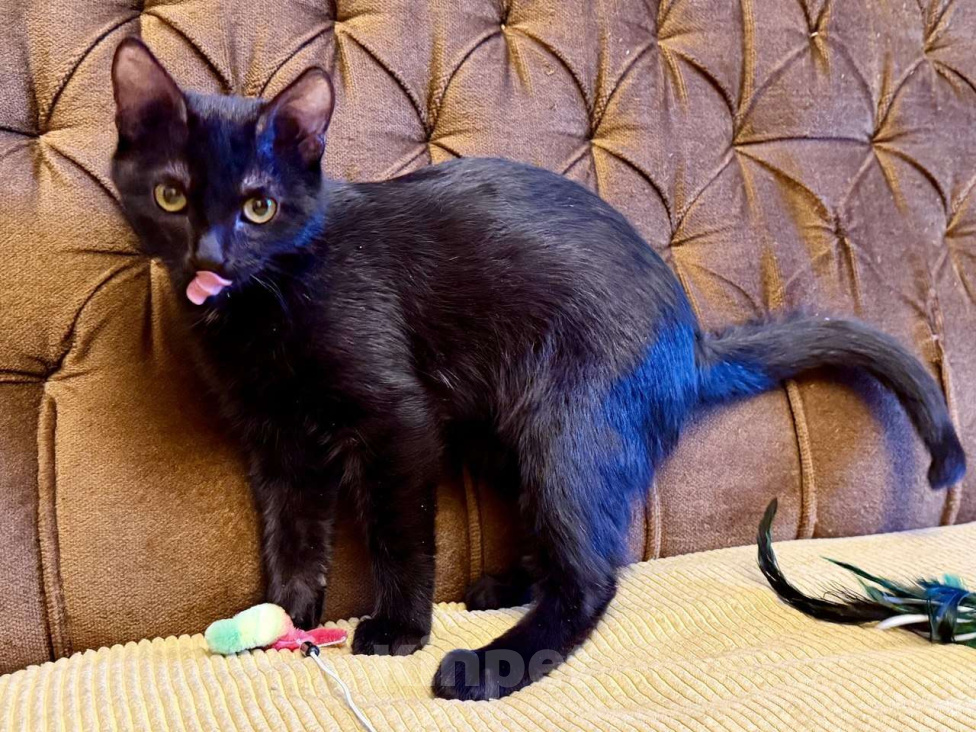 Кошки в Москве: Я очень жду мою маму Мальчик, Бесплатно - фото 1