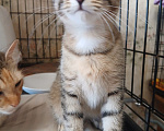 Кошки в Санкт-Петербурге: Полосатые котята Разнополые, Бесплатно - фото 2