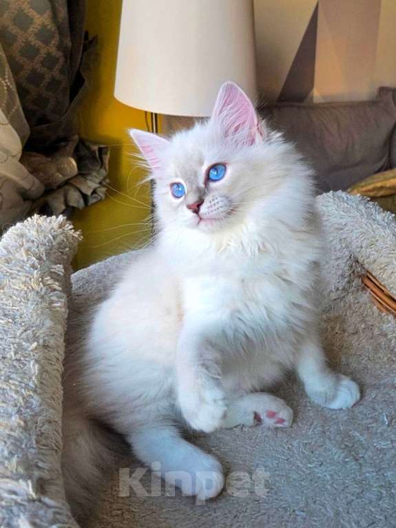 Кошки в Москве: Кошечка невской маскарадной Девочка, Бесплатно - фото 1