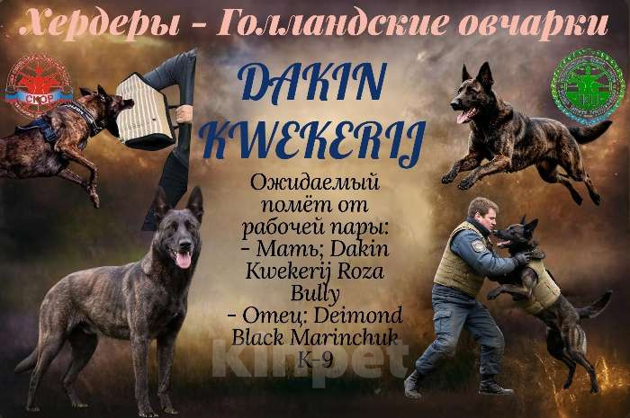 Собаки в Москве: Прекрасные щенки Голландской овчарки Девочка, 80 000 руб. - фото 1