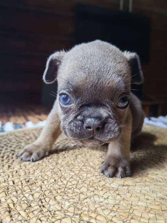 Собаки в Москве: Французский бульдог мальчик голубых кровей  Мальчик, 40 000 руб. - фото 2