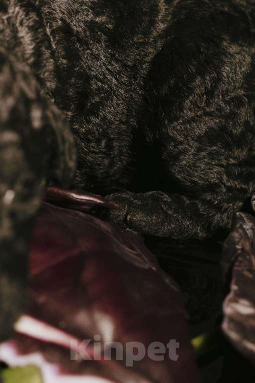 Собаки в Москве: EKHIDNA Испанская Водяная собака Девочка, 180 000 руб. - фото 1