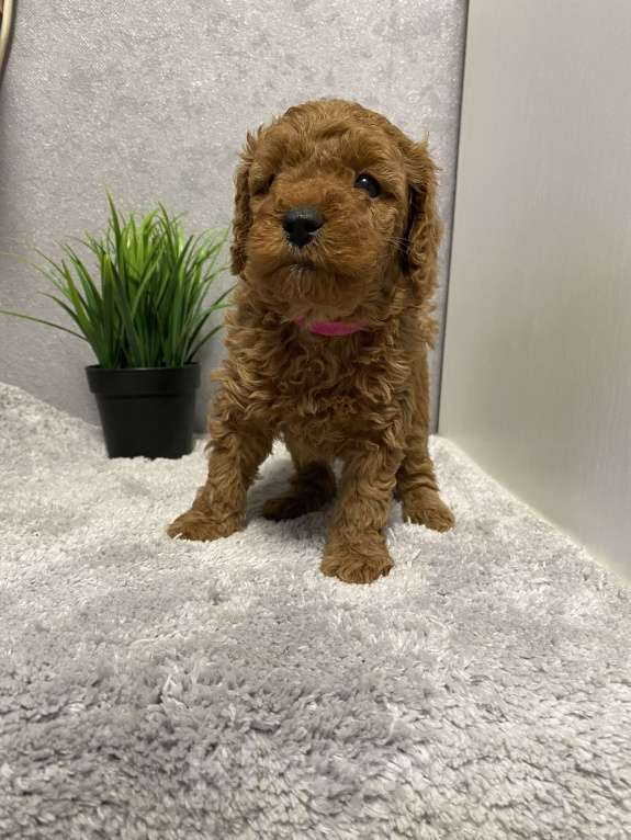 Собаки в Воронеже: Той-пудель щенки редбраун Разнополые, Бесплатно - фото 4