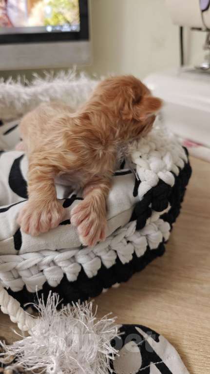 Кошки в Екатеринбурге: Девочка полидакт Девочка, 15 000 руб. - фото 2