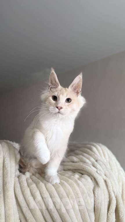 Кошки в Москве: Котенок мейн кун мальчик Мальчик, 50 000 руб. - фото 3