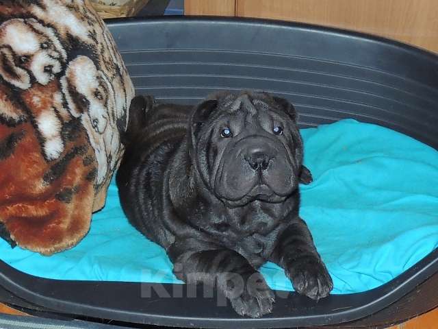 Собаки в Москве: Щенки шарпея из рук Заслуженного Заводчика РКФ Девочка, Бесплатно - фото 10