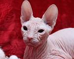 Кошки в Братске: Малыш донского сфинкса Мальчик, 40 000 руб. - фото 2