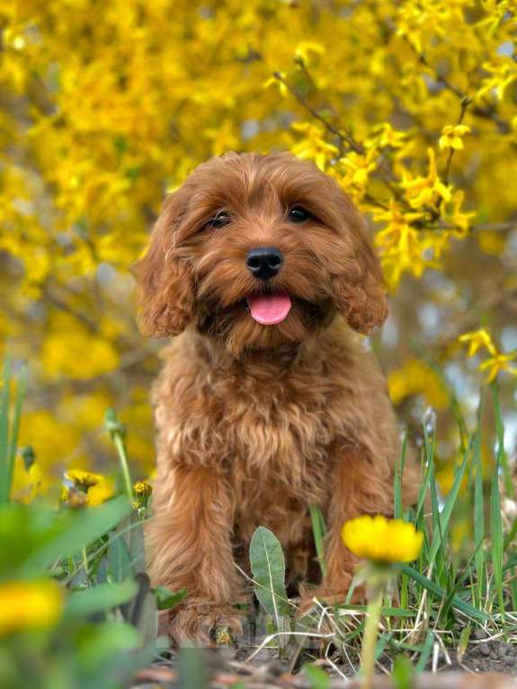 Собаки в Калининграде: Кокапу девочка  Девочка, 95 000 руб. - фото 5