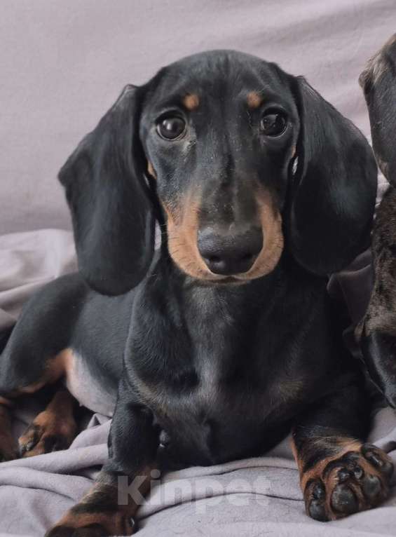 Собаки в Санкт-Петербурге: Такса кроличья гладкошерстная Девочка, Бесплатно - фото 1