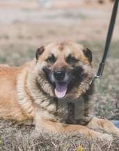 Собаки в Москве: Пыжик. Серьезный пес для серьезного человека Мальчик, Бесплатно - фото 4