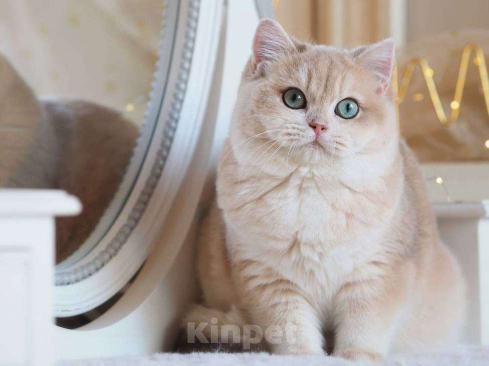 Кошки в Москве: Британский котенок Ява Девочка, 130 000 руб. - фото 7