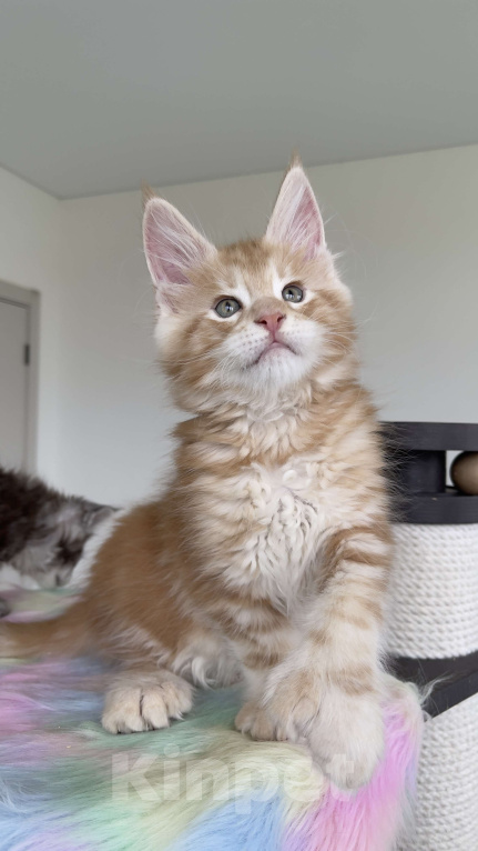 Кошки в Москве: Мейн кун полидакт  Мальчик, Бесплатно - фото 4