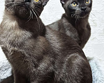 Кошки в Энгельс: Котята европейской бурмы Девочка, 30 000 руб. - фото 7